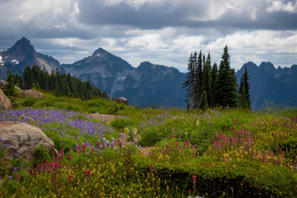 A field of wildflowers with mountains in the background in Mount Rainier National Park in Washington state.