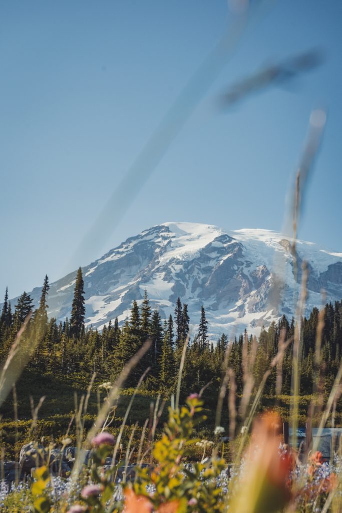 Mt. Rainier in Washington state. Snow capped mountain framed by colorful wild flowers and evergreen trees.