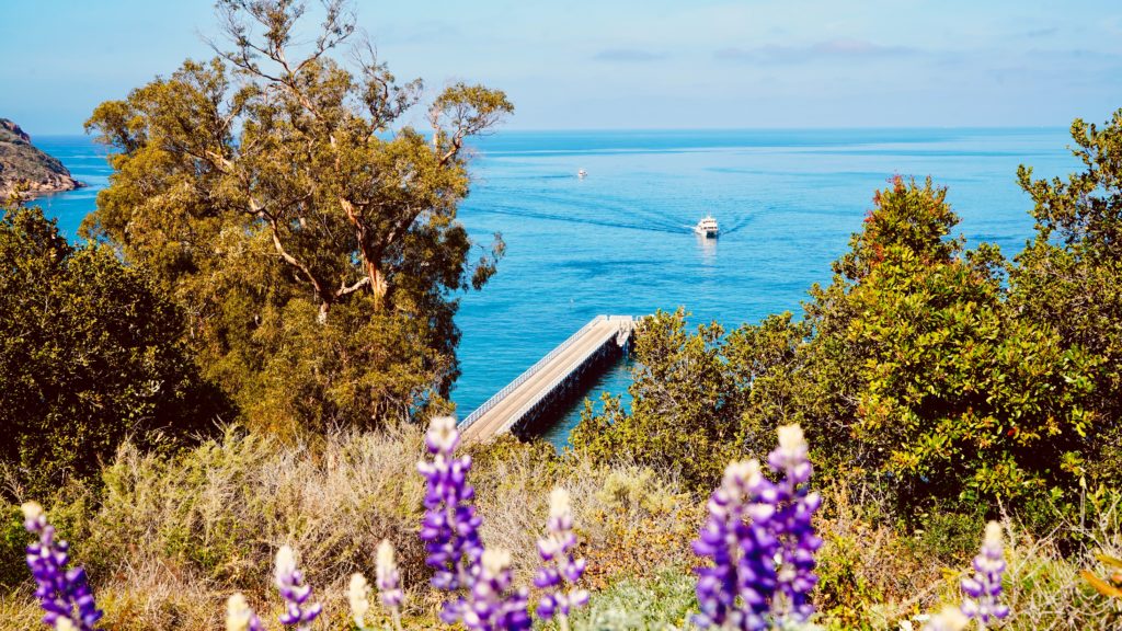 Santa Cruz Island, Channel Islands National Park. Purple flowers near body of water with a pier and ship approaching.