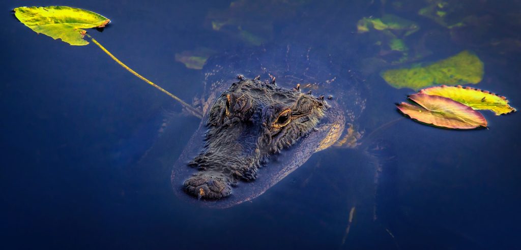 Everglades National Park. Alligator floating in water with head on surface with yellow leaves