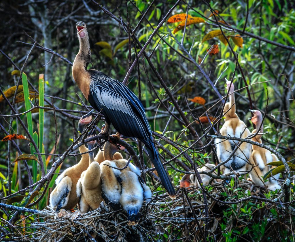 Everglades National Park. Flock of birds on nest.
