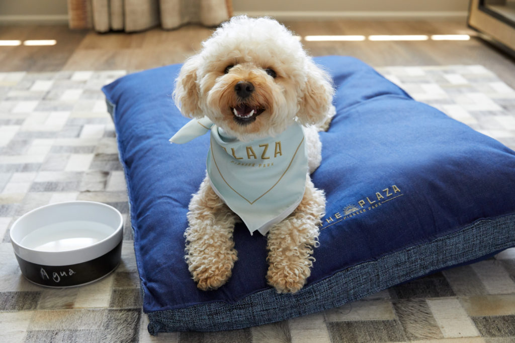 small dog wearing The Plaza Hotel Pioneer Park branded bandana, laying on a dog with personalized dog bowl next to it