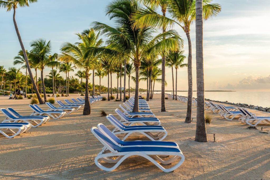 Lounge chairs and palm trees on a beach at Islander Resort