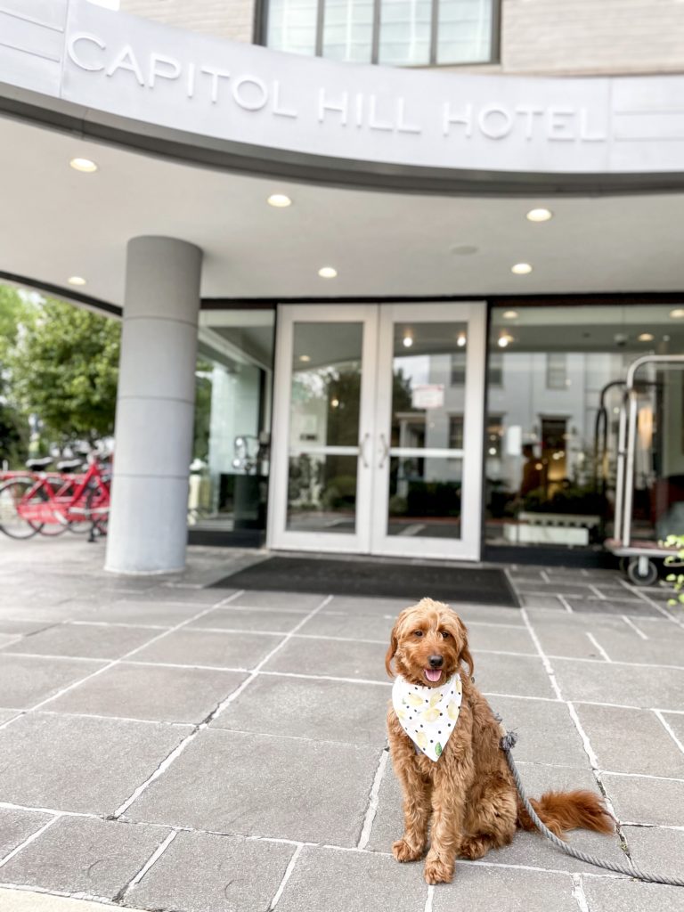 dog wearing bandana sitting in front of Capitol Hill Hotel