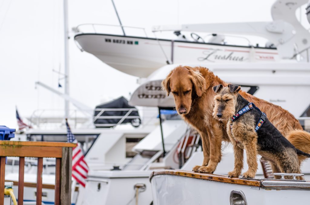 two dogs standing on the edge of a docked boat in a marina