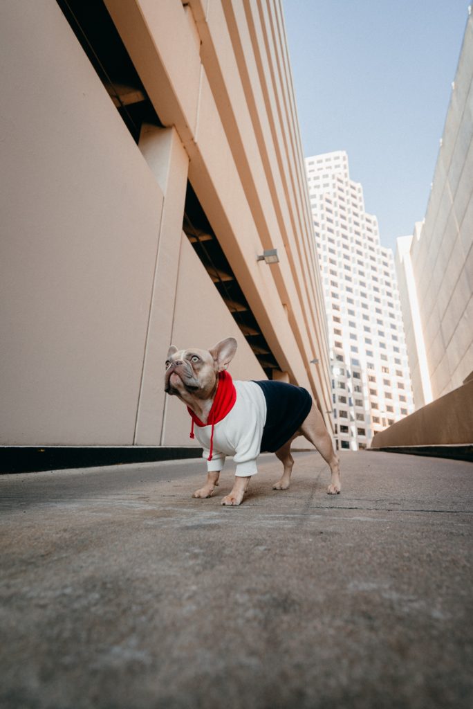 white and black short coated small dog wearing multicolored hoodie standing in a city