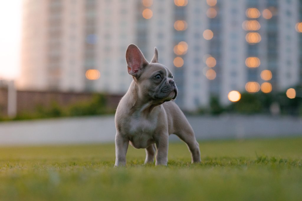grey pug standing in grass with large building blurred in the background