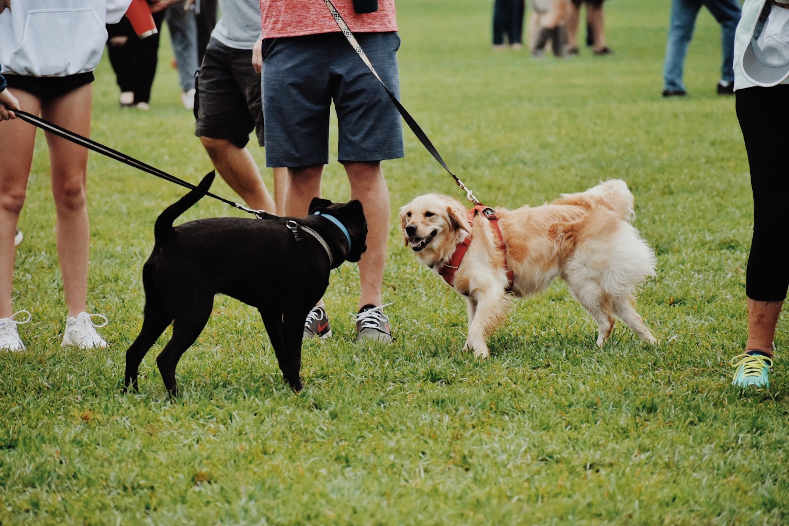 two dogs on leashes interacting with each other at a dog park