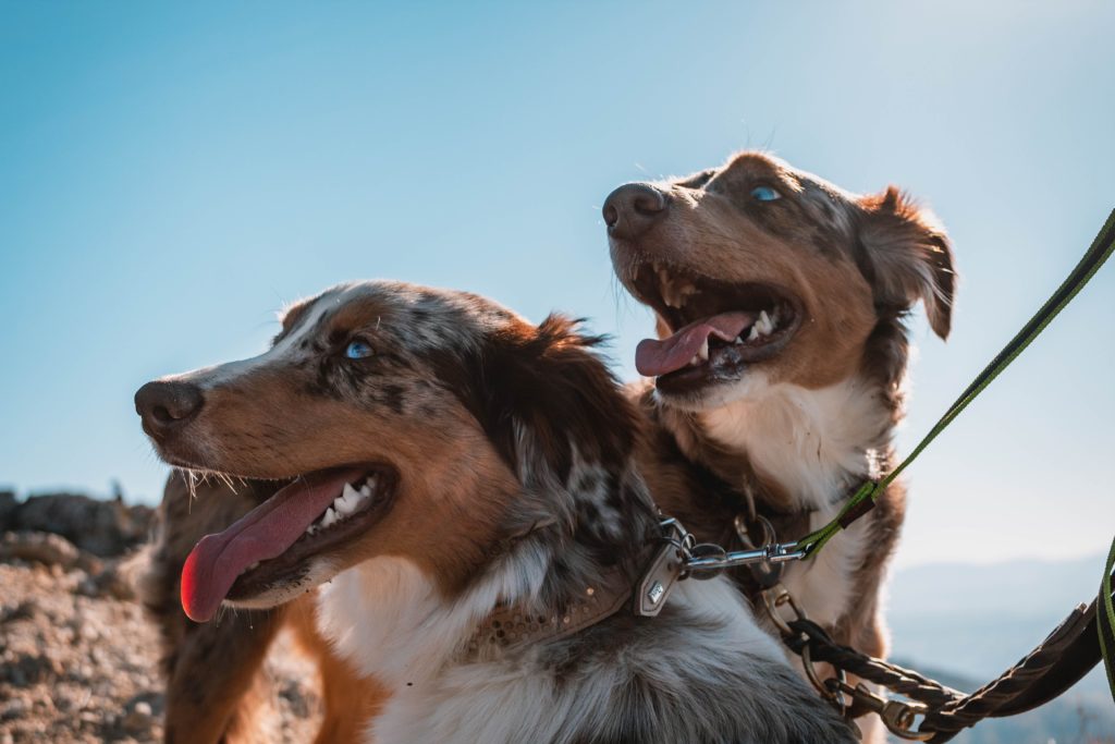 two dogs on leashes looking in the same direction while panting