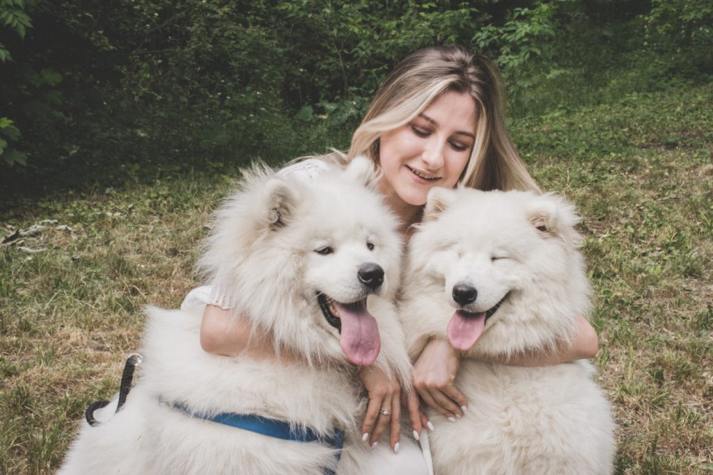 woman hugging white samoyed dogs