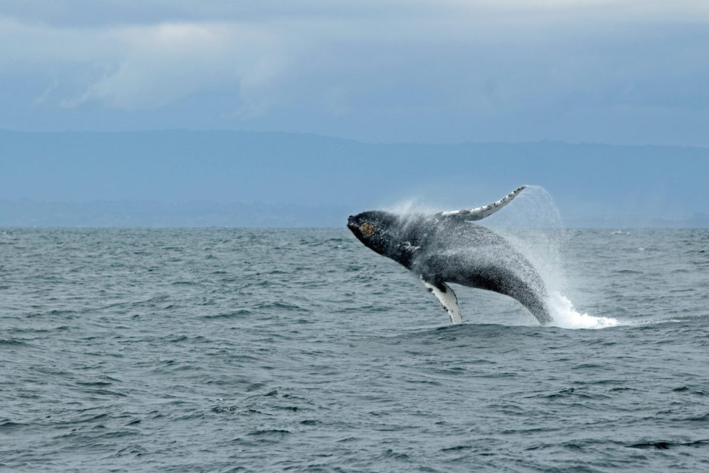 Whale jumping out of the water in Monterey Bay, CA