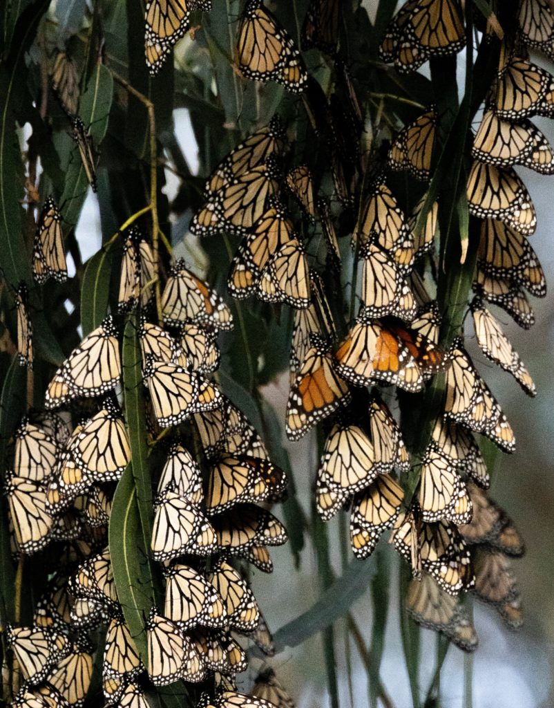 western monarch butterfly in Pismo Beach, California